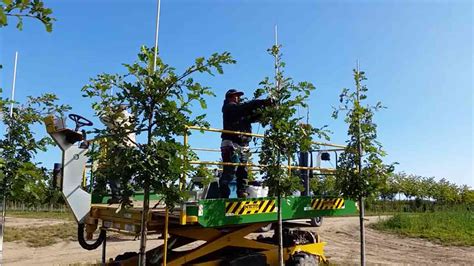 Tree Farming - Canadian Food Focus