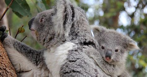 Animal Encounters | Taronga Conservation Society Australia