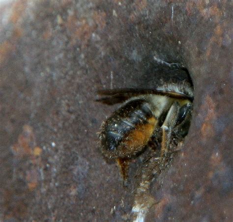 Carpenter Bee making nest in an old Wheel | Flickr - Photo Sharing!