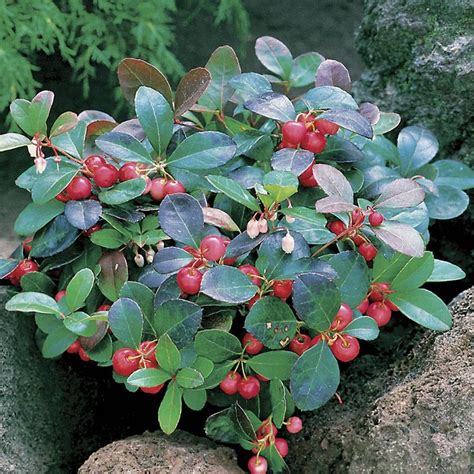 Creeping Wintergreen Groundcover Plant for Sale at Jackson and Perkins