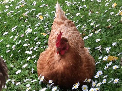 Hybrid For Sale | Chickens | Breed Information | Omlet