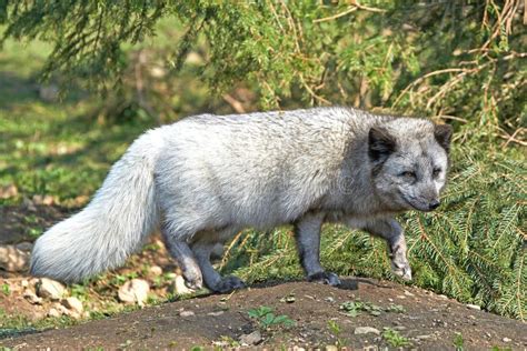 Arctic Fox (Alopex Lagopus) Stock Photo - Image of wild, fauna: 67865168