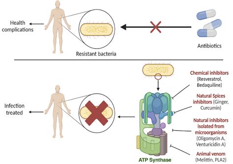 Antibiotics | Free Full-Text | Inhibitors of ATP Synthase as New ...