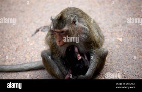 Cambodian Macaque Monkey Male and Female playing, eating, jumping, scratching Stock Video ...