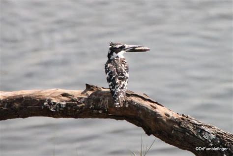 Birds of the Okavango Delta | Okavango delta, Large animals, Animals