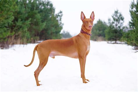 6 Ancient Dog Breeds That Originated in Egypt