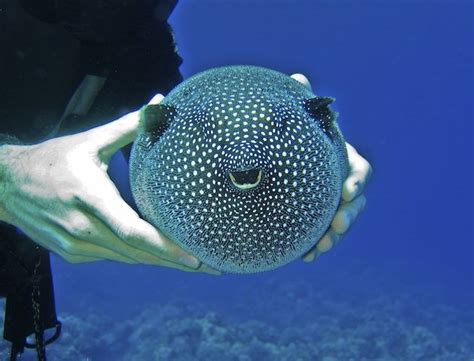 Pin by Miriam K Lange on Puffer Fish | Puffer fish, Fish pet, Fish