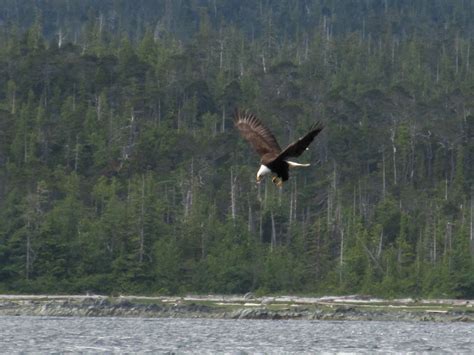 Eagle Hunting Free Stock Photo - Public Domain Pictures