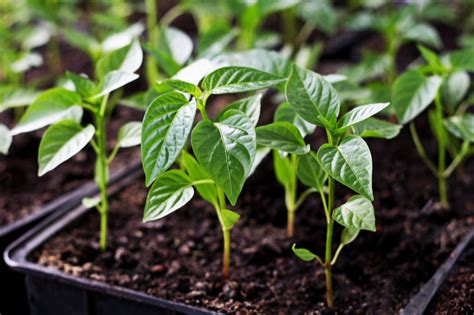 Sweet Bell Peppers: Planting, Care, Harvest Guide