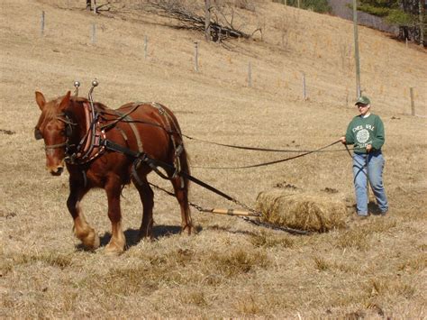 Suffolk Punch Draft Horse Suffolk Punch, Draft Horses, Gentle Giant ...