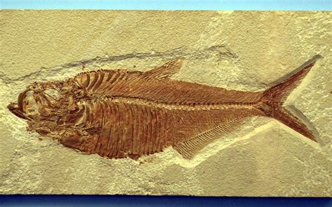 Fish Reprint Fossils · Free photo on Pixabay