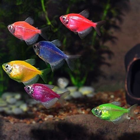 GloFish Tetra - Assorted - Gorgeous Freshwater Tropical Fish - Glo-Fish ...