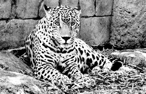 10 Latest Black And White Jaguar Pictures FULL HD 1920×1080 For PC Desktop 2024