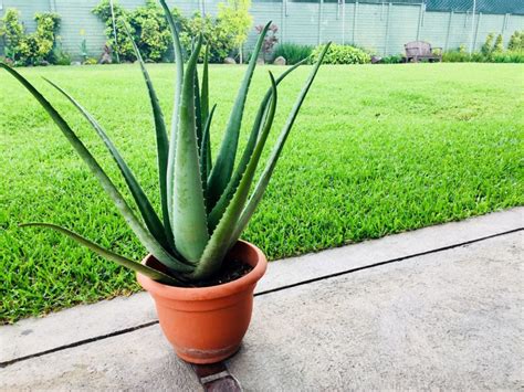 How to Grow and Care for Aloe Vera Plants at Home - Aloe Laboratories