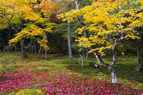 10 Amazing Kyoto Temples for Photography — Avant Visual