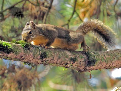 Pine Squirrel | AKA Douglas Squirrel, are at home in the Pin… | Flickr