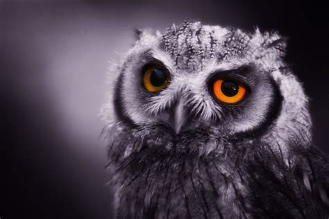 Eyes Of A Night Owl | Flickr - Photo Sharing!