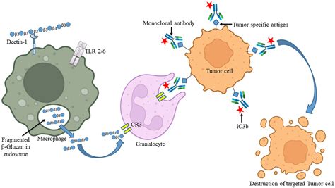 Frontiers | β-glucans: a potential source for maintaining gut ...