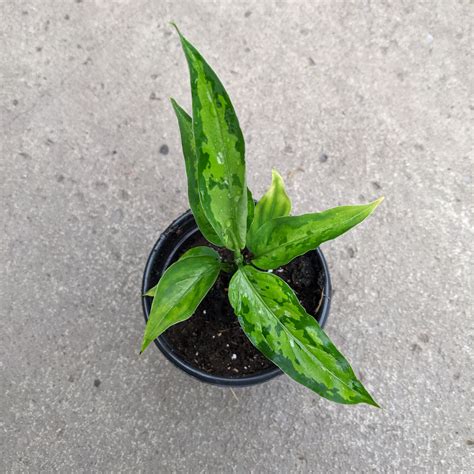 Aglaonema pictum tricolor | Tropical plants - Serres Lavoie