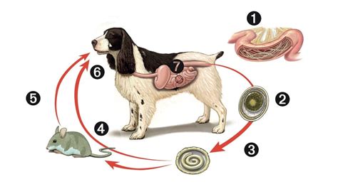 Whipworm Life Cycle Dog