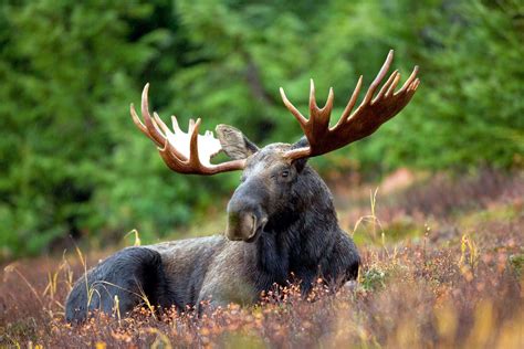 Black and brown moose, animals, moose HD wallpaper | Wallpaper Flare