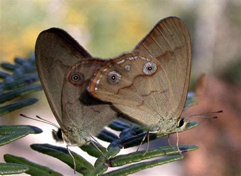 Common Brown Butterfly - The Australian Museum