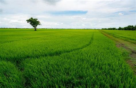 Rice Plantation Stock Photos, Images and Backgrounds for Free Download