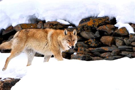 Himalayan wolf listed as ‘vulnerable’ in IUCN, prompts concerted ...