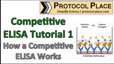 Competitive ELISA Tutorial 1: How a Competitive ELISA Works - YouTube