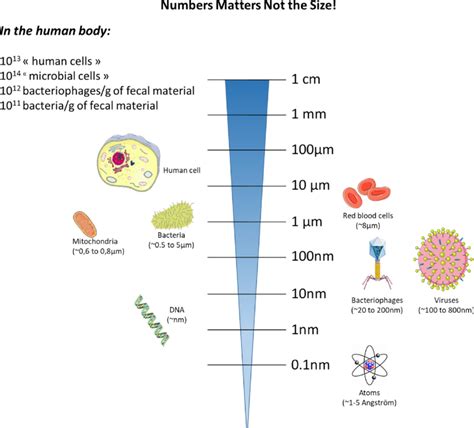 Bacteria Sizes