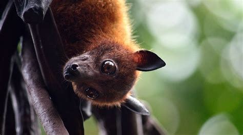 Megabat by Shereef Sherry on 500px | Bats | Pinterest | Photos and Megabat