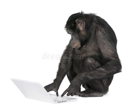 Monkey Playing With A Laptop Stock Photo - Image: 10349850