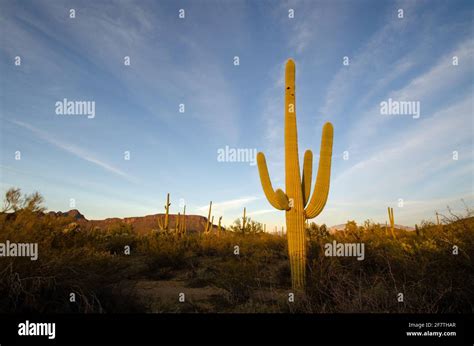 Sonoran Desert Landscape Stock Photo - Alamy