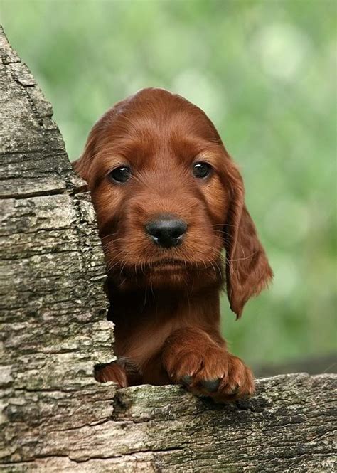 Cocker Spaniel Puppy | Animale domestico, Cagnolini, Animali