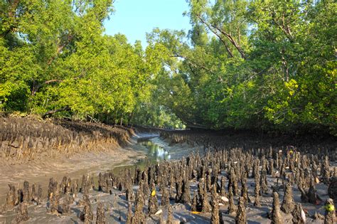 In Search of Wilderness - Tours & Trips Bangladesh