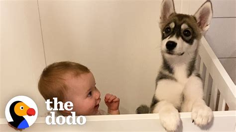 Are Baby Huskys Good Family Dogs