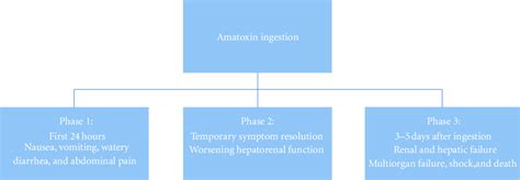 Phases of amatoxin ingestion. | Download Scientific Diagram