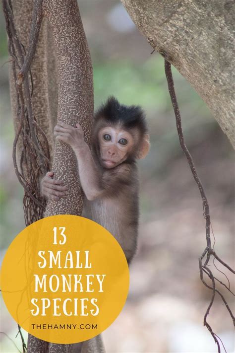 13 amazing small monkey species facts photos and more – Artofit