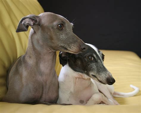 Italian Greyhound - Dogs Wallpaper (13073855) - Fanpop