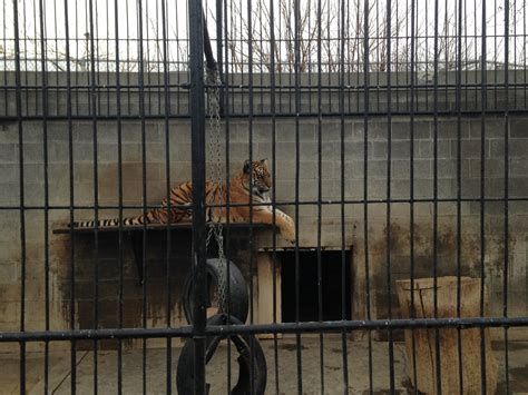 Tiger Enclosure - ZooChat