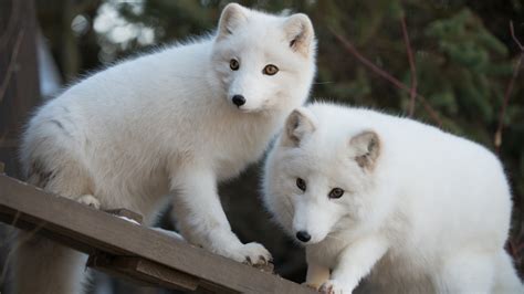 Columbus Zoo and Aquarium Pictures: View Photos & Images of Columbus ...