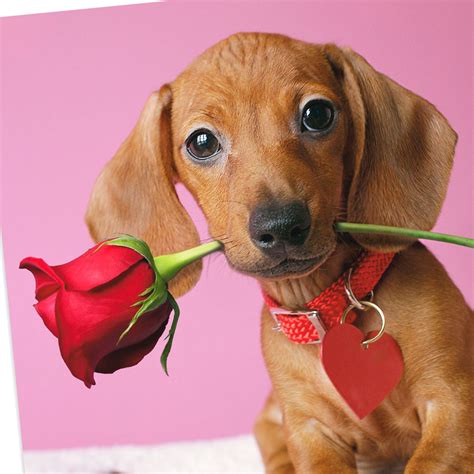 A Little Wiener Dog Naughty Funny Valentine's Day Card - Greeting Cards ...