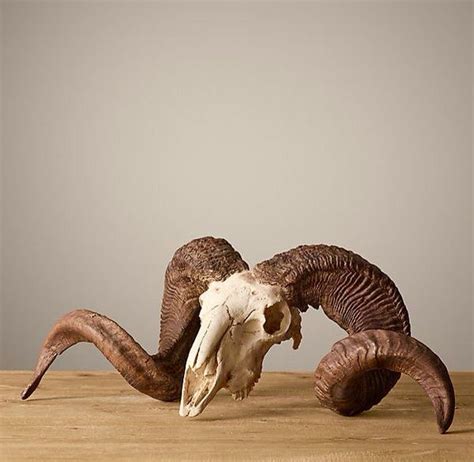 Ram skull | Ram skull, Animal skeletons, Skull reference