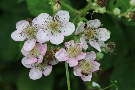 Blackberry Flower, Rubus Fruticosus, Blooming in Spring Stock Image ...