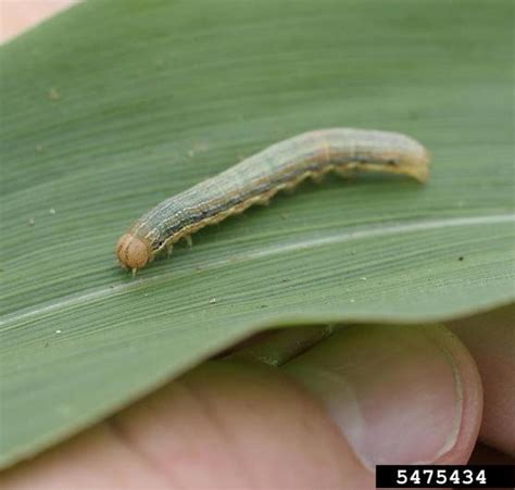 Edible Gardening Series: Question of the Week - Caterpillars - UF/IFAS Extension Sarasota County