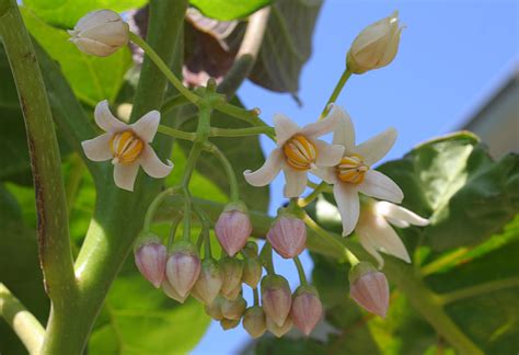 Tamarillo - Fancy Plants - Deutsch