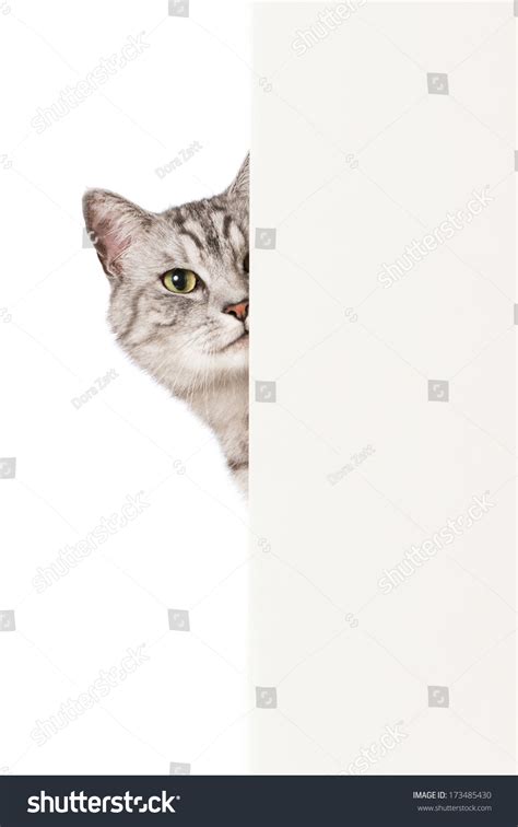 Cat Look Around Corner Stock Photo 173485430 - Shutterstock