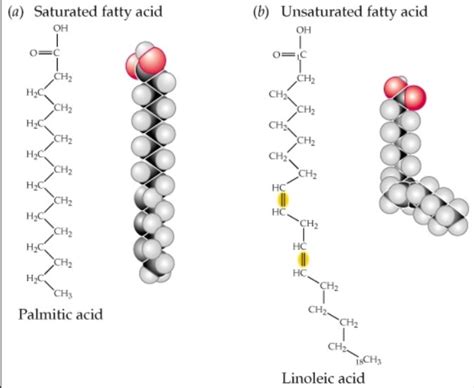 Fatty Acid Structure | Examples | Types | Physical & Chemical Properties