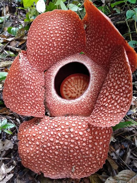 Rafflesia Bintang Tik Baes | Habitat ke 3 Rhizanthes Deceptor Sumatera