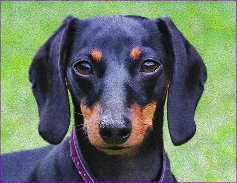 Black and Tan Dachshund Face Photograph by Martha Bennett - Pixels